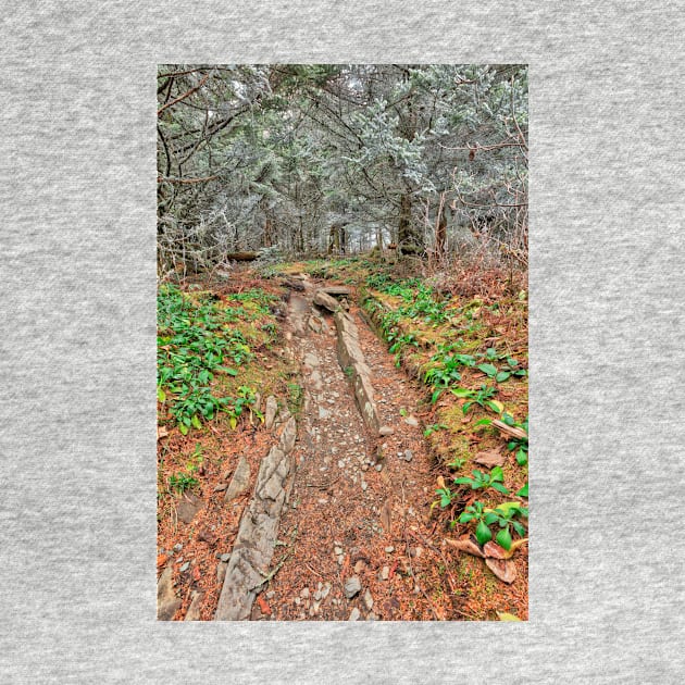 Frosted Appalachian Trail by somadjinn